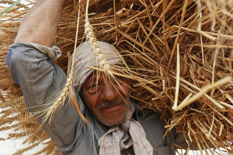 Cut off from Black Sea wheat imports, EGYPT leans on local harvest | MED-Amin network | Scoop.it