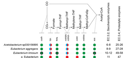 Butyrate production from the simultaneous utilization of carbon monoxide and acetate in Eubacterium-dominated enrichments | Amb | RMH | Scoop.it