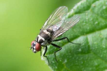 Comment lutter contre les mouches avec les huiles essentielles ? | La Sagesse de la Nature | Scoop.it
