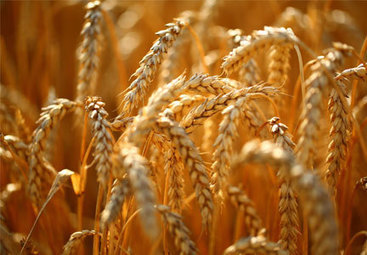 Argentina wheat production falls due to less acreage | AM&Eacute;RIQUES | Scoop.it