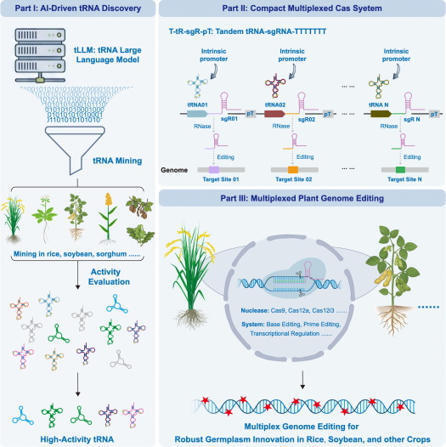 Harnessing diverse tRNAs and AI-guided mining for compact and efficient plant multiplex genome editing | Tin | RMH | Scoop.it