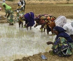 MALI:&nbsp; Gao- Journ&eacute;e porte ouverte sur le ouverte SRI &agrave; Forgho | SRI Global News-- October-December 2025-- System of Rice Intensification (SRI) | Scoop.it