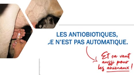 Tarissement : la réglementation se durcit sur l’usage des antibiotiques | Lait de Normandie... et d'ailleurs | Scoop.it
