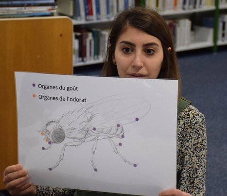 Culture scientifique : L&rsquo;Exp&eacute;rimentarium et les jeunes chercheurs font sortir les recherches des laboratoires | EntomoScience | Scoop.it