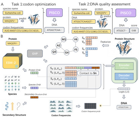 Protein structure-informed deep learning enables species-specific codon optimization | brvai | RMH | Scoop.it