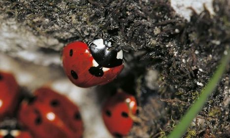 Dossier complet sur la coccinelle - La Salamandre | Insect Archive | Scoop.it