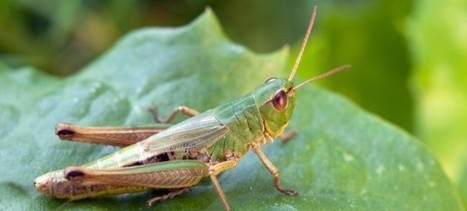 Manger des insectes, pas sans risque ? | EntomoNews | Scoop.it