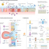 Mucosal Immunity