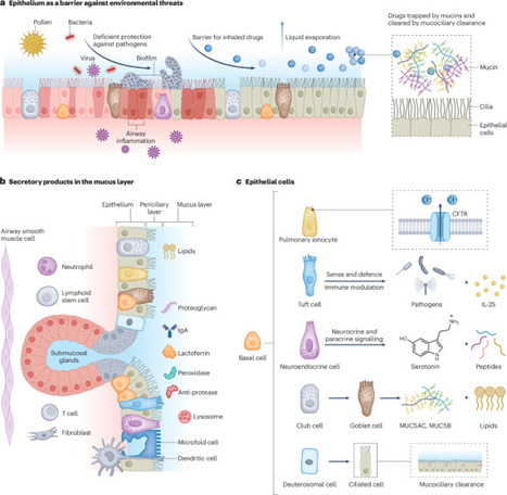 Inhalable materials and biologics for lung defence and drug delivery | Nature Reviews Materials | Mucosal Immunity | Scoop.it
