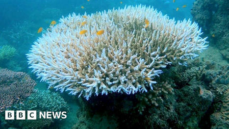#Oceans : Coral bleaching , Fourth global mass stress episode underway | World Oceans News | Scoop.it