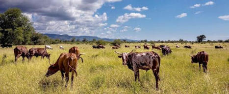 Le Cirad engag&eacute; au Sommet des Nations Unies pour la transformation des syst&egrave;mes alimentaires | Agroecologie et Syst&egrave;mes Alimentaires Durables | Scoop.it