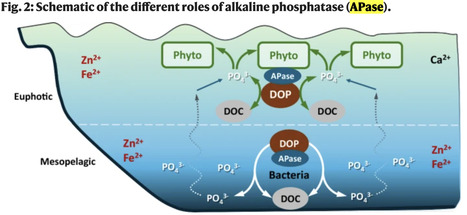 The marine phosphorus cycle driven by an unlikely microbe | Ncm | RMH | Scoop.it