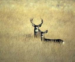 Drought and the Impact on California's Wildlife | Capstone: An ESRM Coda | Scoop.it