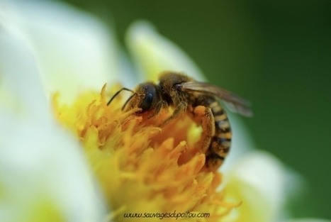 Sauvages du Poitou - Insectes pollinisateurs (4) : la Sauvage et l'abeille, première partie | EntomoScience | Scoop.it