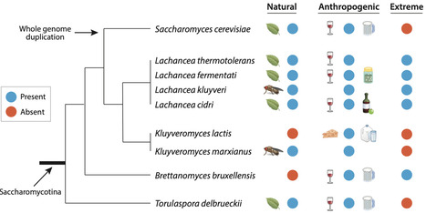 Non-Conventional Yeasts as a Source of Genetic Diversity and Biotechnological Potential | AnR | RMH | Scoop.it