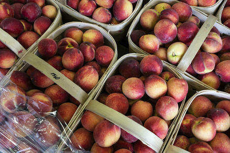 FRANCE : Mati&egrave;res premi&egrave;res&nbsp;: &laquo;&nbsp;Perte s&egrave;che pour la p&ecirc;che&nbsp;&raquo; | CIHEAM Press Review | Scoop.it