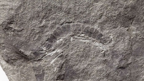 Ce mille-pattes &eacute;cossais est le plus ancien animal terrestre connu au monde | EntomoNews | Scoop.it