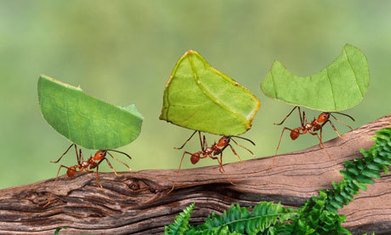 Putting the planet in pupils' own hands: ideas on student-led green lessons | Rainforest CLASSROOM | Scoop.it