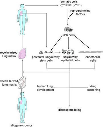 Human stem cells converted to functional lung cells | 21st Century Innovative Technologies and Developments as also discoveries, curiosity ( insolite)... | Scoop.it