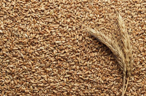 Saudi Arabia boosts wheat purchase by 28% despite sharply higher prices | MED-Amin network | Scoop.it