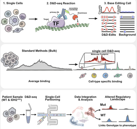 Single-cell mapping of regulatory DNA-protein interactions | CEL | RMH | Scoop.it