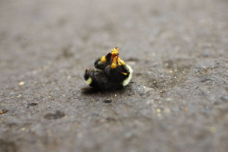 18 insecticides temporairement interdits par le Département de l'Agriculture de l'Orégon suite à la mort de 50 000 bourdons à Wilsonville [en anglais] | EntomoNews | Scoop.it