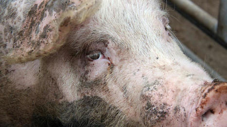 Porc : un foyer de la maladie d’Aujeszky dans les Alpes-de-Haute-Provence | Actualité Bétail | Scoop.it