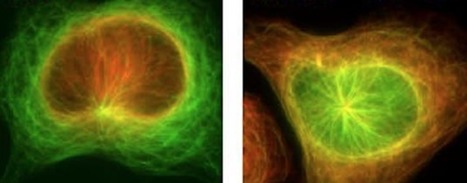 Vue sur un nouveau phénomène biologique | Life Sciences Université Paris-Saclay | Scoop.it