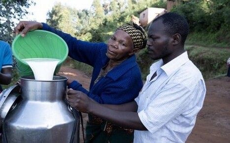 Le Kenya a perdu en 2023 environ 6% de sa production de lait frais | Lait de Normandie... et d'ailleurs | Scoop.it