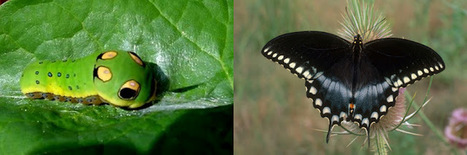 Attract the Spicebush Swallowtail Butterfly | Gardening Life | Scoop.it