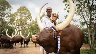 Rwanda : la production de lait frais a franchi la barre du million de tonnes en 2023 | Lait de Normandie... et d'ailleurs | Scoop.it