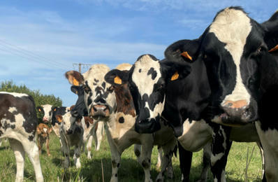 Les systèmes pâturants, plus résilients face aux crises énergétiques - Civam | Pour innover en agriculture | Scoop.it