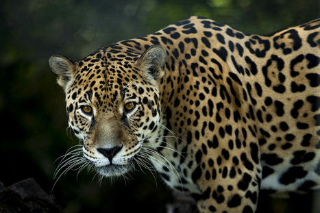 Et s'il était l'heure pour les jaguars de retourner vivre aux États-Unis ? | Histoires Naturelles | Scoop.it