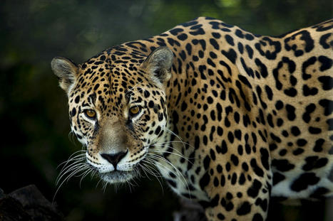 Et s'il était l'heure pour les jaguars de retourner vivre aux États-Unis ? | Histoires Naturelles | Scoop.it