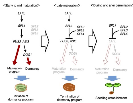Seed dormancy 4 like1 (SFL1) of Arabidopsis is a key regulator of phase transition from embryo to vegetative development | SEED DEV LAB info | Scoop.it