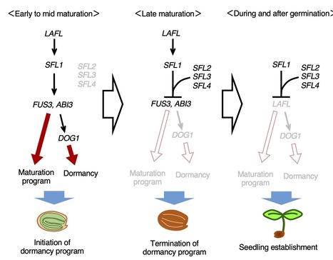Seed dormancy 4 like1 (SFL1) of Arabidopsis is a key regulator of phase transition from embryo to vegetative development | SEED-DREAM Lab info | Scoop.it