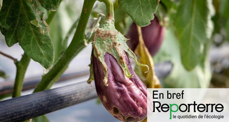 Météo en France : l’été 2022 de tous les records | Toxique, soyons vigilant ! | Scoop.it