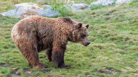 Pyrénées : 500.000 euros pour accompagner les ours, les troupeaux et leurs bergers [MAJ du 06/06] | Vallées d'Aure & Louron - Pyrénées | Scoop.it