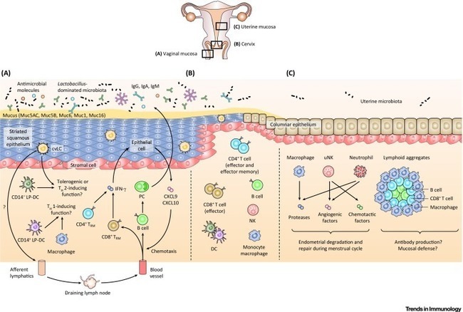 Immunology of the Uterine and Vaginal Mucosae