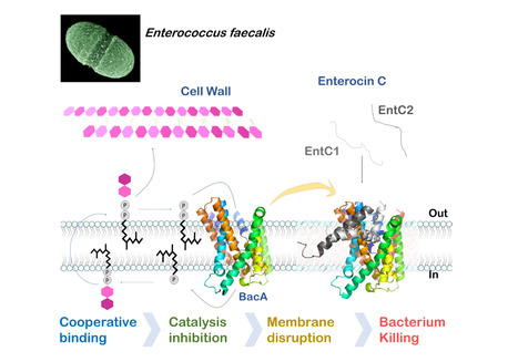 Élucidation du mécanisme de parasitage du recyclage membranaire de l’undécaprényl phosphate par une bactériocine à deux peptides chez Enterococcus faecalis | Life Sciences Université Paris-Saclay | Scoop.it
