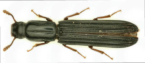 Une espèce d’insecte nouvelle pour la science sur un site INRAE ! | ECHOSCIENCES - Centre-Val de Loire | EntomoNews | Scoop.it