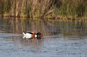 Tadorne de Belon (Tadorna tadorna), Common Shelduck | Camargue Nature | Scoop.it