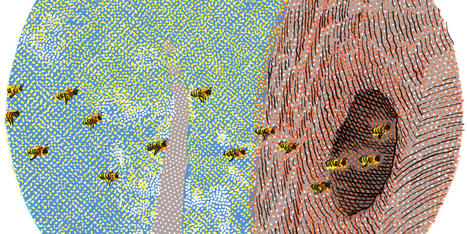 Thomas Seeley, l’homme qui chuchote à l’oreille des abeilles | EntomoScience | Scoop.it