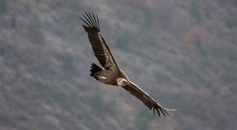Un vautour fauve retrouvé mort, criblé de plombs dans le parc de la Vanoise - notre-planete.info | Biodiversité | Scoop.it