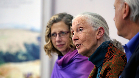 Jane Goodall. Diventare vegetariani è una scelta meravigliosa - LifeGate | Rimedi Naturali | Scoop.it