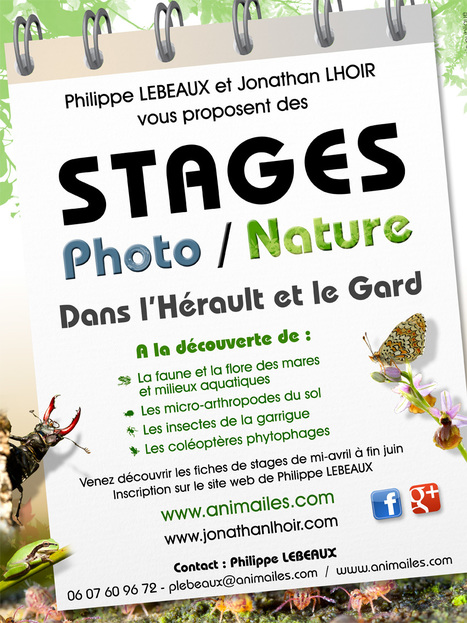 Stages photo macro nature dans l'Hérault | Variétés entomologiques | Scoop.it