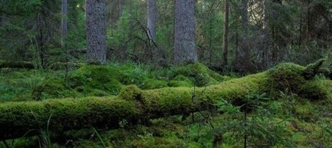 Metsä on mielen hyvinvoinnin lääke » Umami | 1Uutiset - Lukemisen tähden | Scoop.it