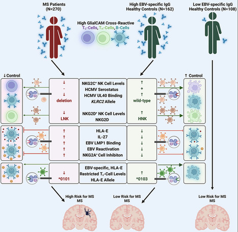 Ineffective Control of EBV-Induced Autoimmunity Increases the Risk for Multiple Sclerosis | NeuroImmunology | Scoop.it