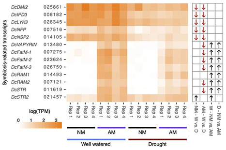 A Dual Transcriptomic Approach Reveals Contrasting Patterns of Differential Gene Expression During Drought in Arbuscular Mycorrhizal Fungus and Carrot | Plant-Microbe Symbiosis | Scoop.it