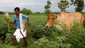 VIDEO:  "Land Rush" - Why Poverty? The ugly rise of monoculture farming and globalized food | BIODIVERSITY IS LIFE  – | Scoop.it